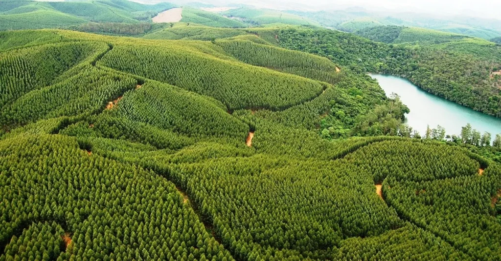 Eucalipto seca as nascentes? Saiba o que é mito e o que é verdade sobre as florestas plantadas