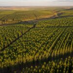 Como a biotecnologia está mudando as florestas plantadas